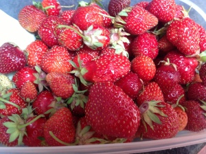 Fresh from our patch.  Delicious, organic berries